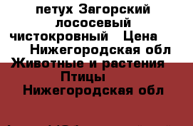 петух Загорский лососевый чистокровный › Цена ­ 400 - Нижегородская обл. Животные и растения » Птицы   . Нижегородская обл.